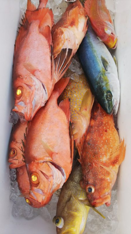 第二龍勢丸 釣果