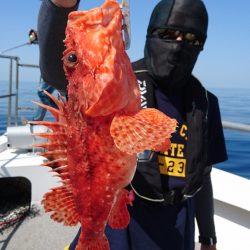 ARCADIAⅡ (アルカディアⅡ) 釣果