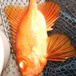 第二龍勢丸 釣果