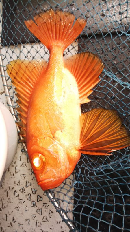 第二龍勢丸 釣果