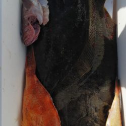 第二龍勢丸 釣果