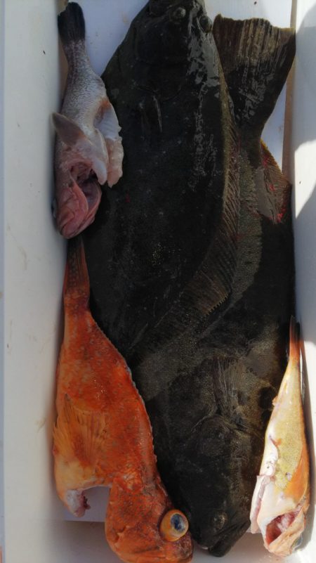 第二龍勢丸 釣果