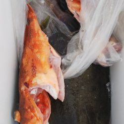 第二龍勢丸 釣果