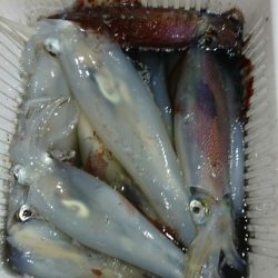 鷹王丸 釣果