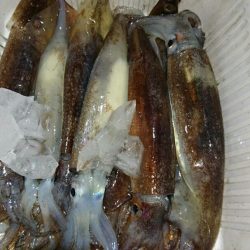 鷹王丸 釣果