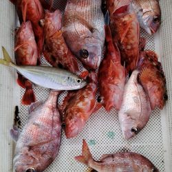 小島丸 釣果