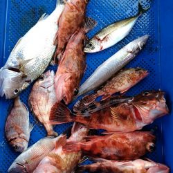 小島丸 釣果