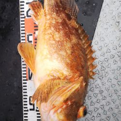 第二龍勢丸 釣果