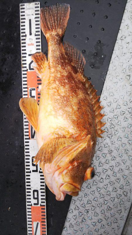 第二龍勢丸 釣果