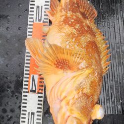 第二龍勢丸 釣果