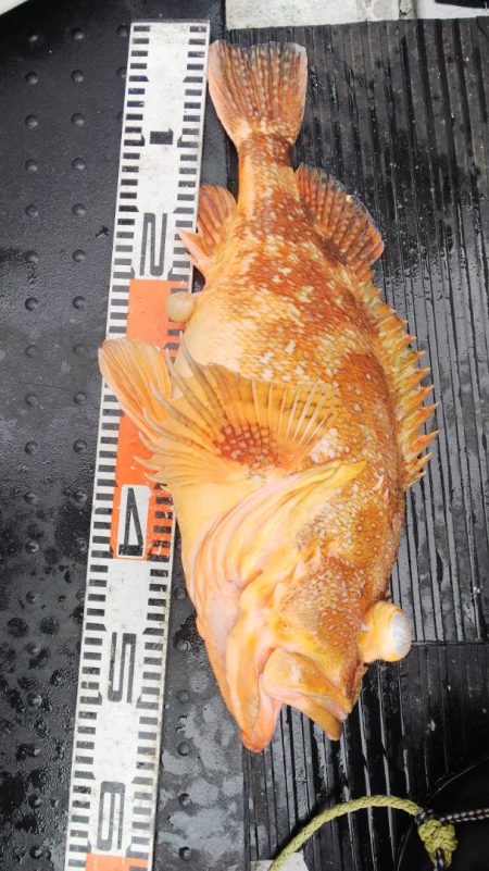 第二龍勢丸 釣果