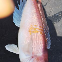 第二龍勢丸 釣果