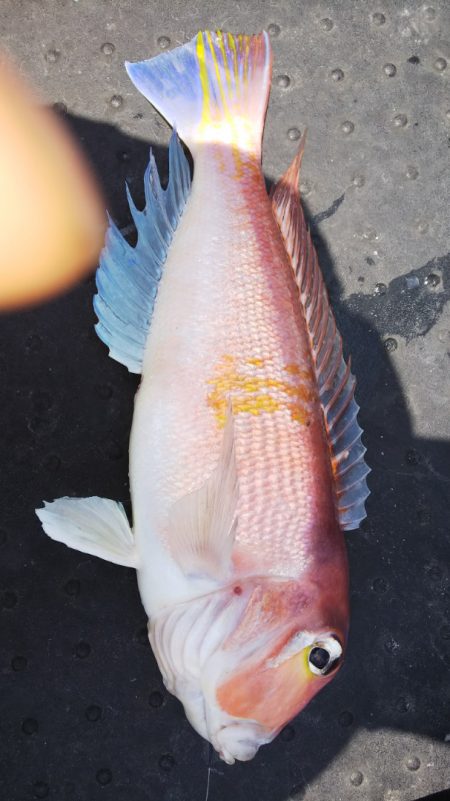 第二龍勢丸 釣果