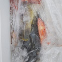 第二龍勢丸 釣果