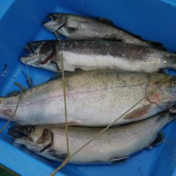 としまえんフィッシングエリア 釣果