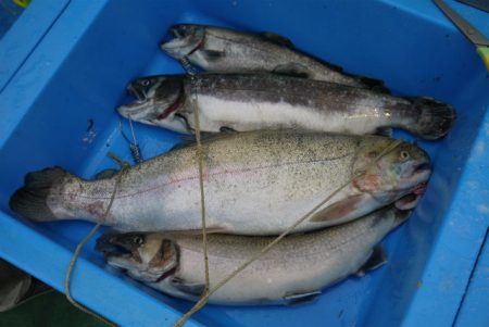 としまえんフィッシングエリア 釣果