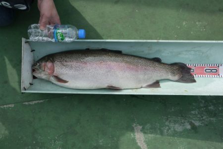 としまえんフィッシングエリア 釣果