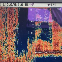 渡船屋たにぐち 釣果