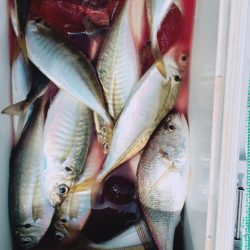 金沢八景鴨下丸 釣果