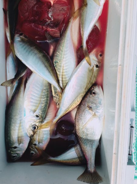 金沢八景鴨下丸 釣果