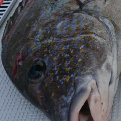 遊漁船 家入 釣果