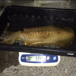 South Current 釣果