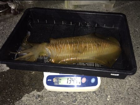 South Current 釣果