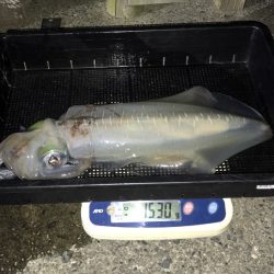 South Current 釣果