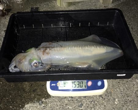 South Current 釣果