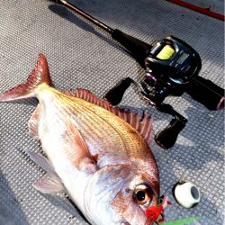 渡船屋たにぐち 釣果