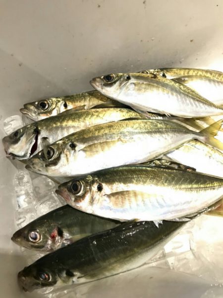 海龍丸（石川） 釣果