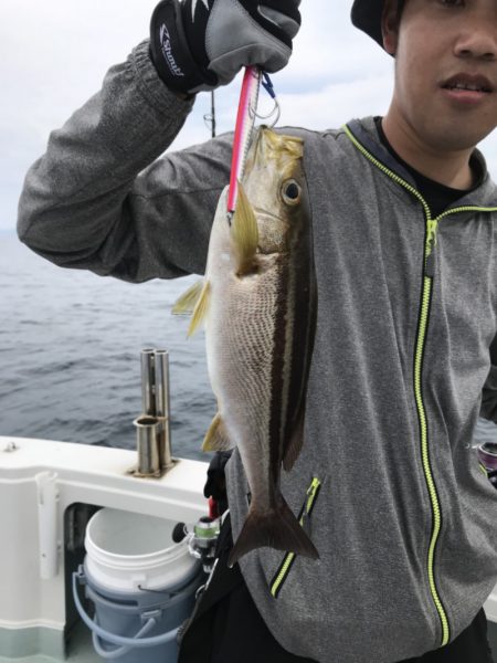 アマテラス 釣果