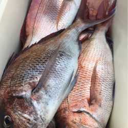 第二八坂丸 釣果