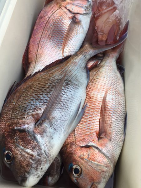 第二八坂丸 釣果