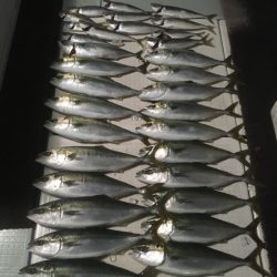 エムズジャーク（M’s JERK） 釣果