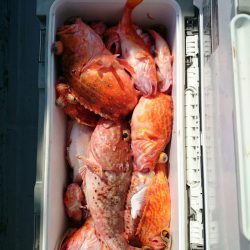 エンペラー 釣果