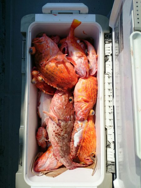 エンペラー 釣果