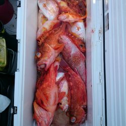 エンペラー 釣果