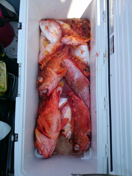 エンペラー 釣果