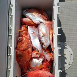 エンペラー 釣果