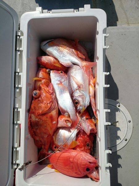 エンペラー 釣果