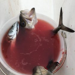 うさぎ丸 釣果