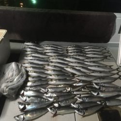 エムズジャーク（M’s JERK） 釣果