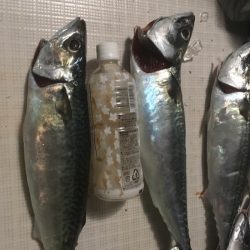 エムズジャーク（M’s JERK） 釣果