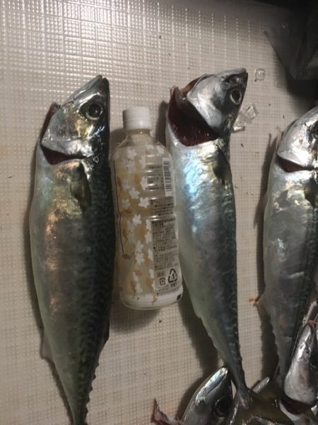 エムズジャーク（M’s JERK） 釣果