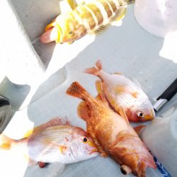 アマテラス 釣果