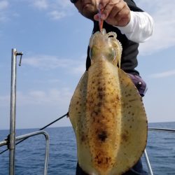 ソルトウォーターガイドフレンズ 釣果