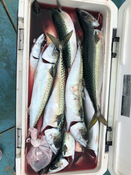 丸万釣船 釣果