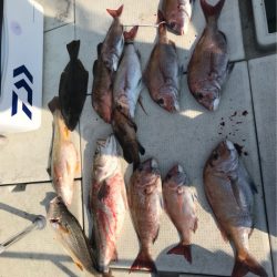 遊漁船メテオ 釣果