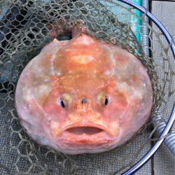 ＴＡＲＯＭＡＲＵ 釣果